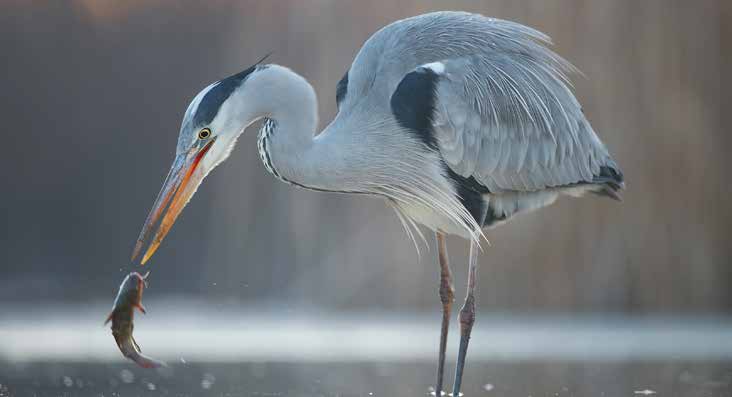 Graureiher fängt einen Fisch im Wasser